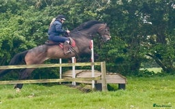 English Thoroughbred horses for sale: Sweet horse looking for solo home - Image 12