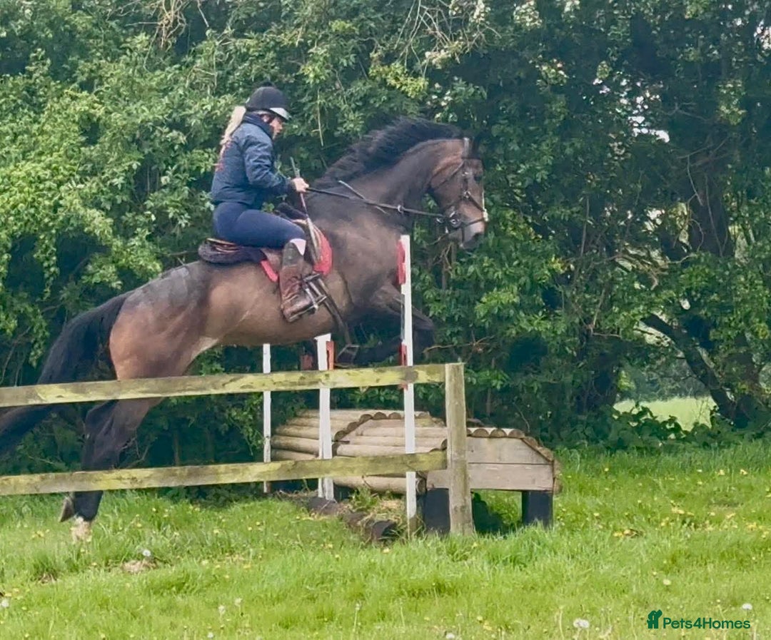 English Thoroughbred horses for sale: Sweet horse looking for solo home - Image 12