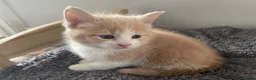 Mixed Breed cats for sale: Beautiful cream kittens for sale - Advert 1