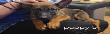 Belgian Shepherd Dog 5