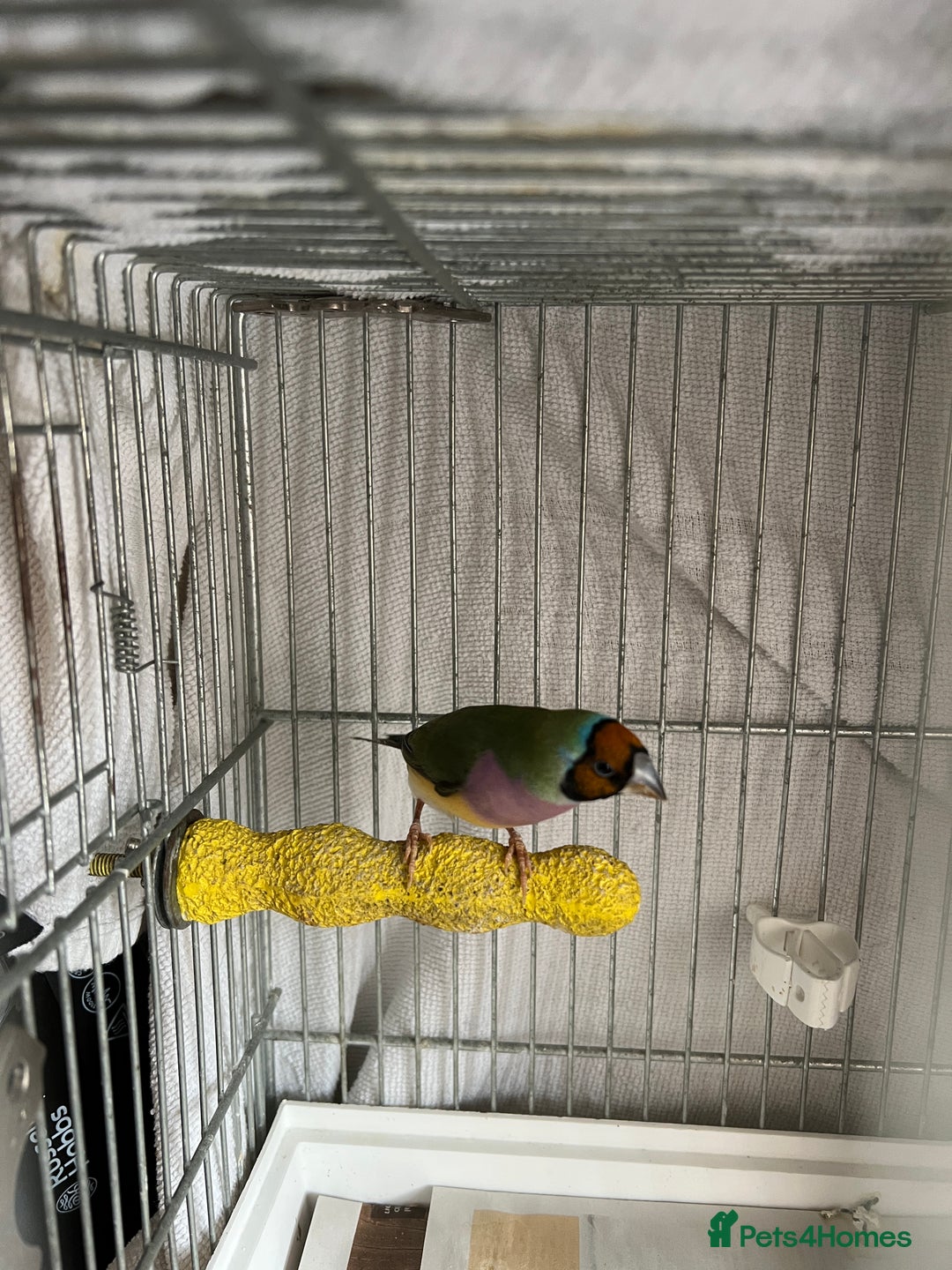 Finches birds for sale: Gouldian Finch - Image 2