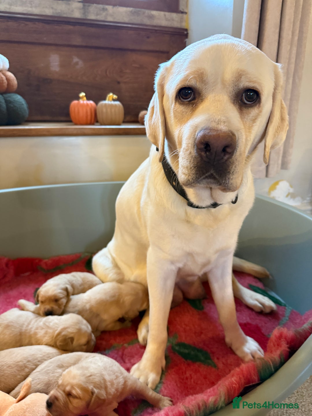 Labrador Retriever dogs for sale: Classic English show type Labrador puppies  - Advert 6