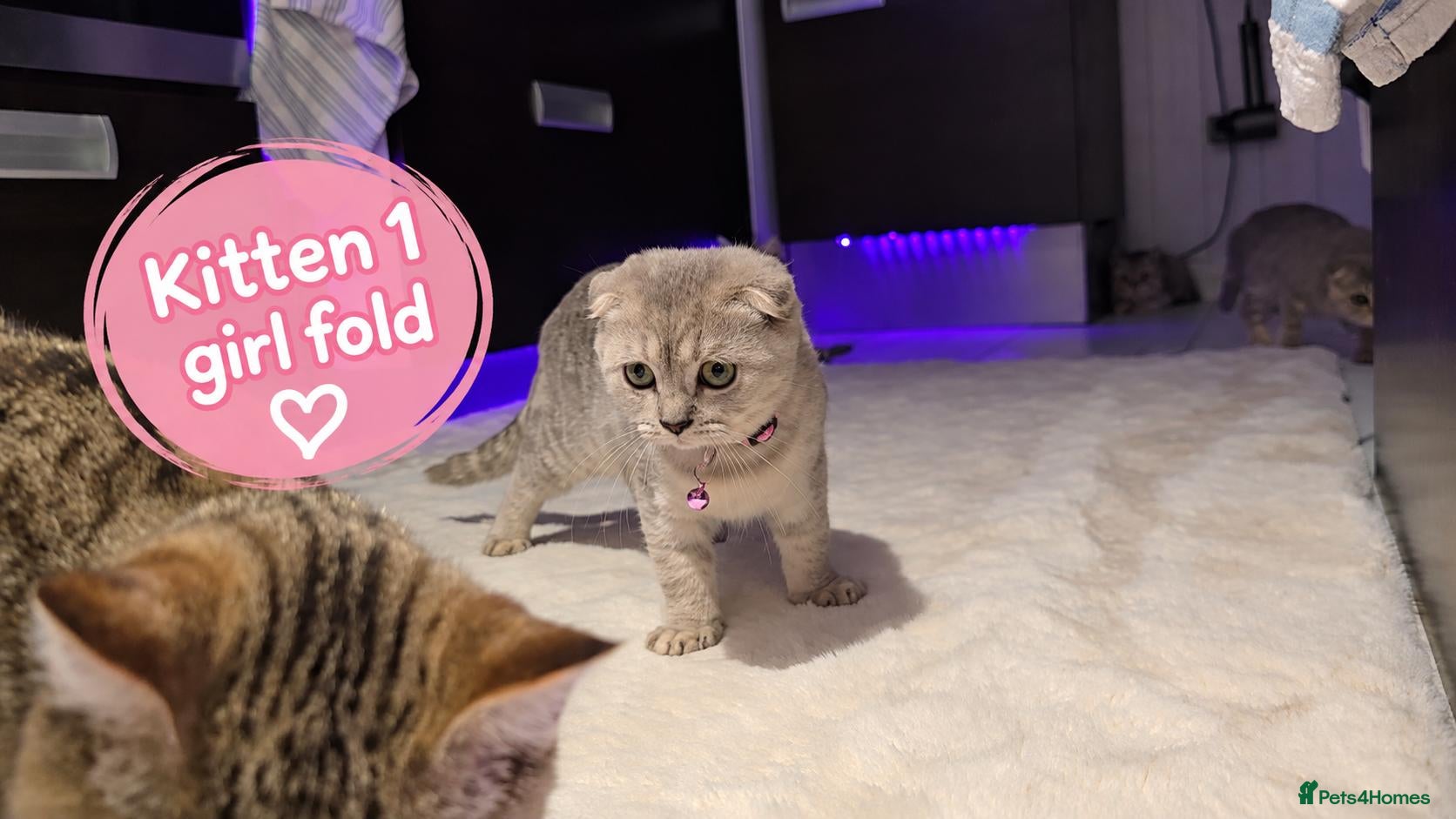 Scottish Fold cats 🐾 Beautiful Scottish Fold & Scottish Straight🐾 - Advert 14