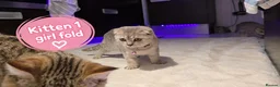 Scottish Fold cats for sale: 🐾 Beautiful Scottish Fold & Scottish Straight🐾 - Advert 1