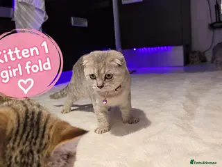 Scottish Fold cats 🐾 Beautiful Scottish Fold & Scottish Straight🐾 - Advert 14