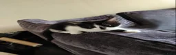 Mixed Breed cats for sale: kittens  - Advert 4