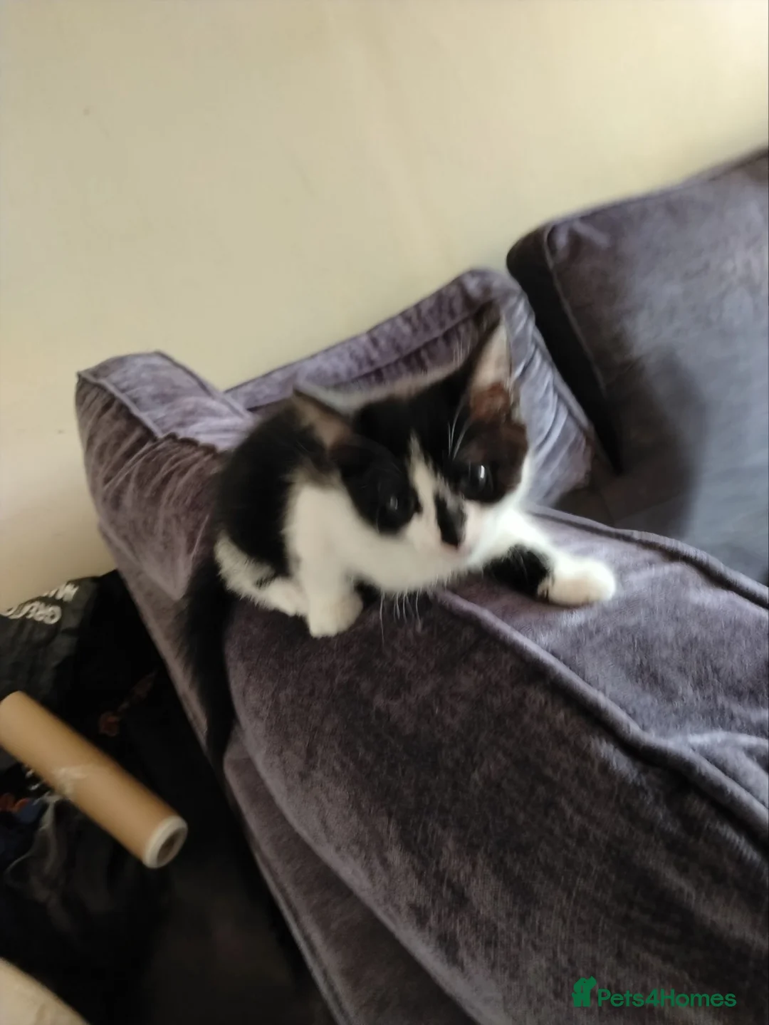 Mixed Breed cats for sale: kittens  - Advert 4