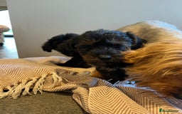 Yorkiepoo dogs for sale: Yorkipoo Toy - Image 4