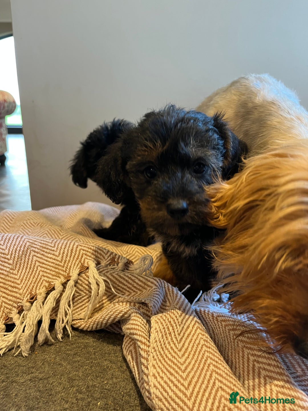 Yorkiepoo dogs for sale: Yorkipoo Toy - Image 4