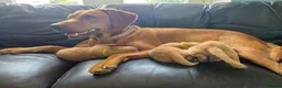 Labrador Retriever dogs for sale: Stunning Chunky KC Registered Red Labrador Puppies - Advert 2