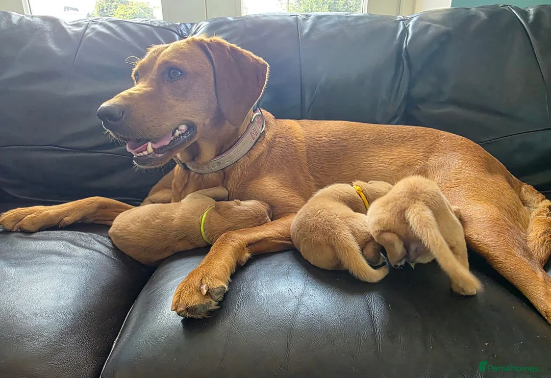 Labrador Retriever dogs for sale: Stunning Chunky KC Registered Red Labrador Puppies - Advert 2