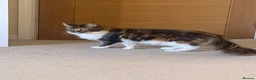 Maine Coon cats for sale: Rare Beautiful Torti Female Maine Coon  - Advert 3