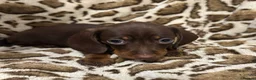 Dachshund dogs for sale: 🩷Amazing dachshund puppies🩷 - Advert 14