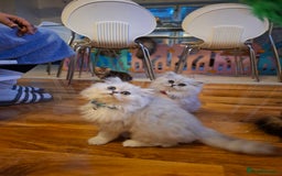 Persian cats for sale: Persian x british short hair  - Image 23