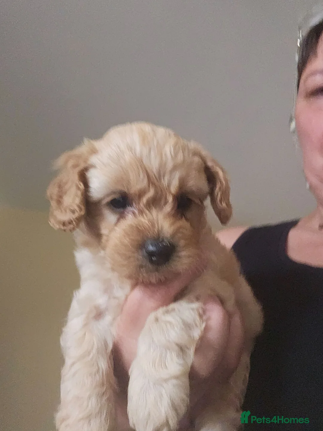 Mixed Breed dogs for sale: Cute shitzeepoo female puppy, lasts one - Advert 2