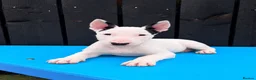 Bull Terrier dogs for sale: Beautiful English bull terrier female puppy  - Advert 7