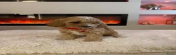 Cavapoo dogs for sale: Gorgeous Cavapoo puppies  - Advert 34
