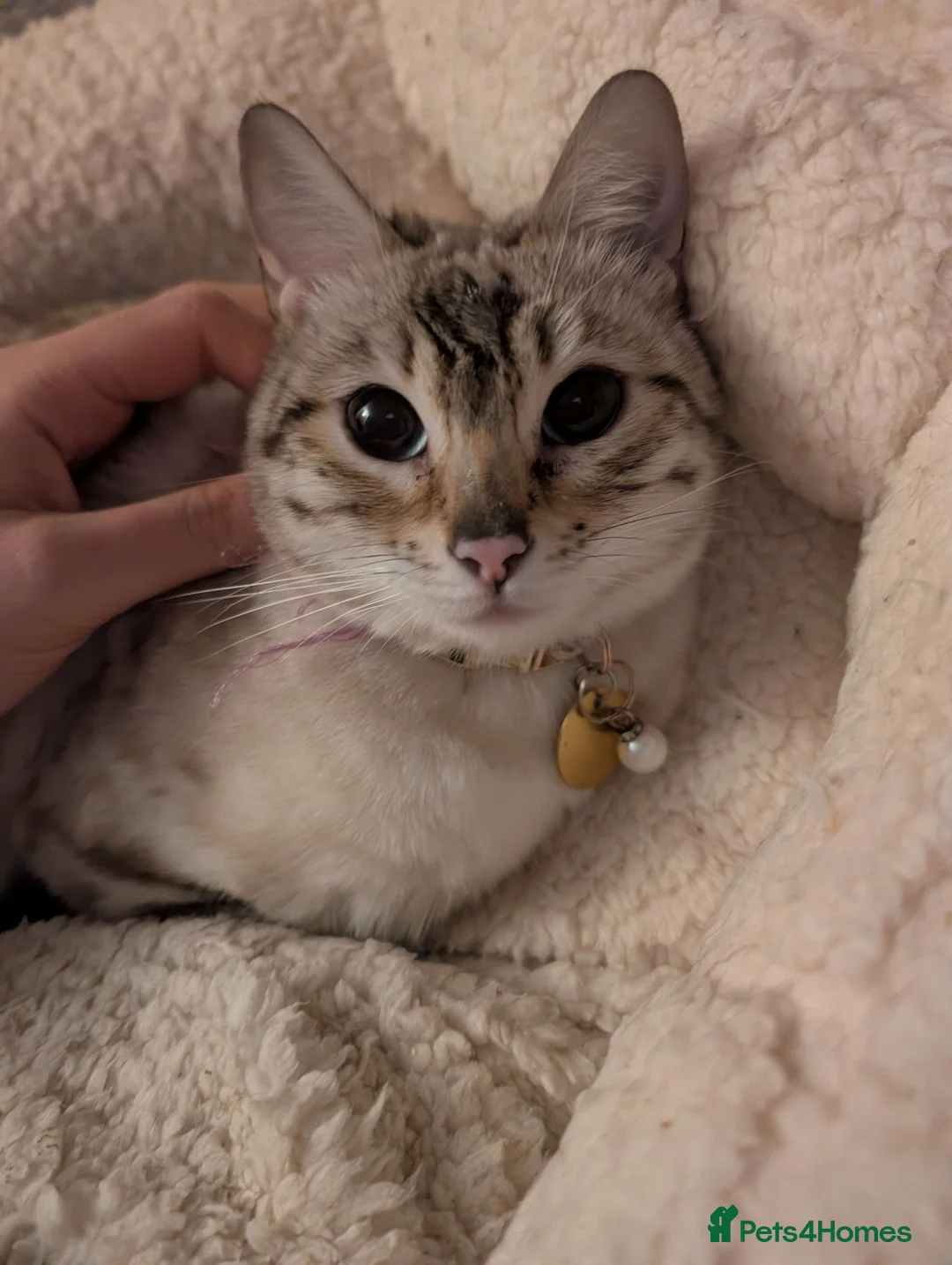 Bengal cats for sale: RARE Snow lynx Clouded glittery kitten (1 LEFT!) - Advert 2