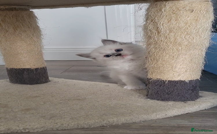 Ragdoll cats - Advert 4