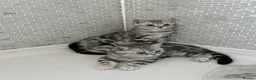 British Shorthair cats for sale: Silver tabby British shorthair Kittens  - Advert 1