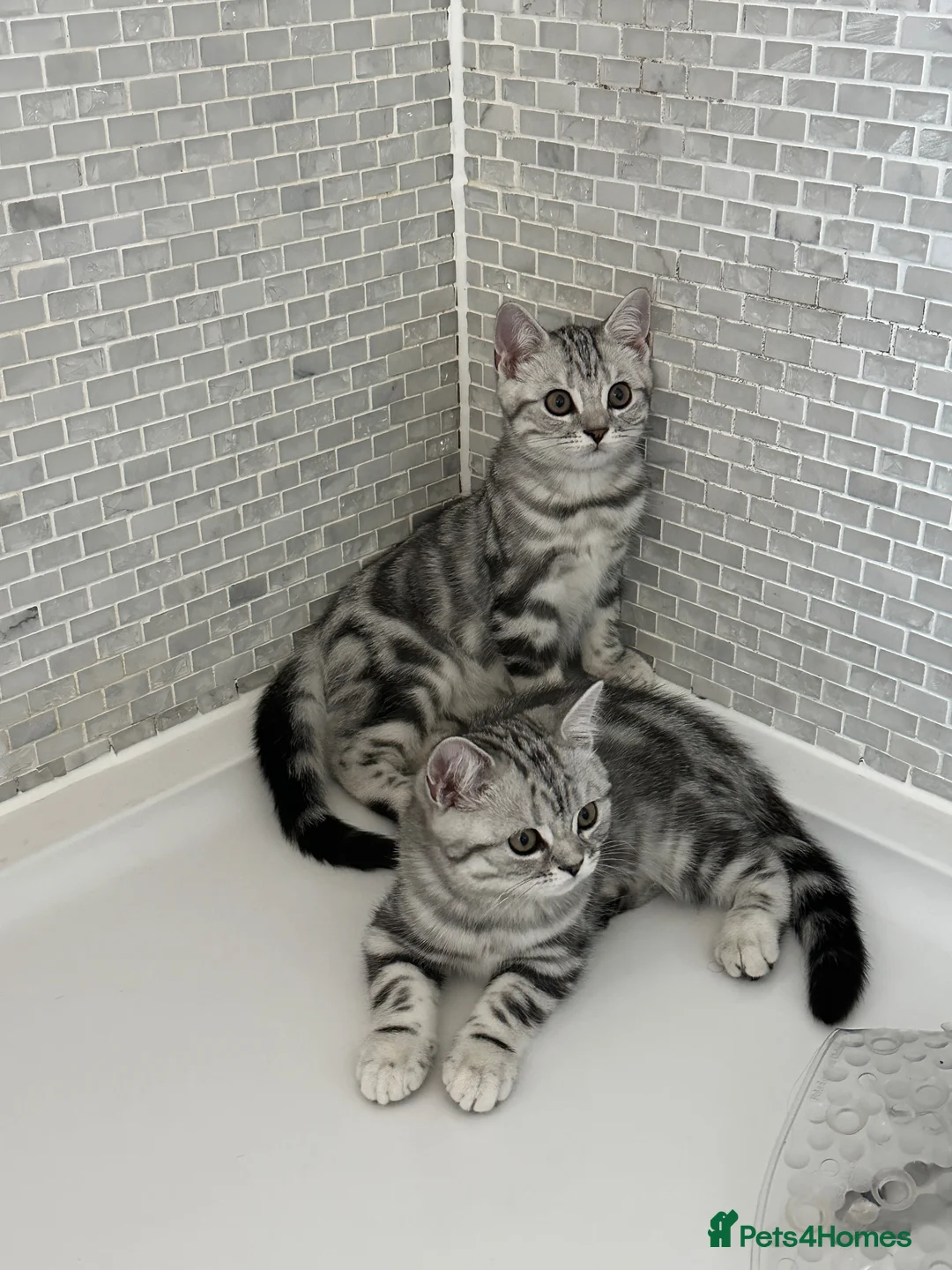 British Shorthair cats for sale: Silver tabby British shorthair Kittens  - Advert 1