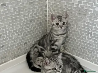 British Shorthair cats Silver Tabby British shorthair Registered Kittens - Advert 1