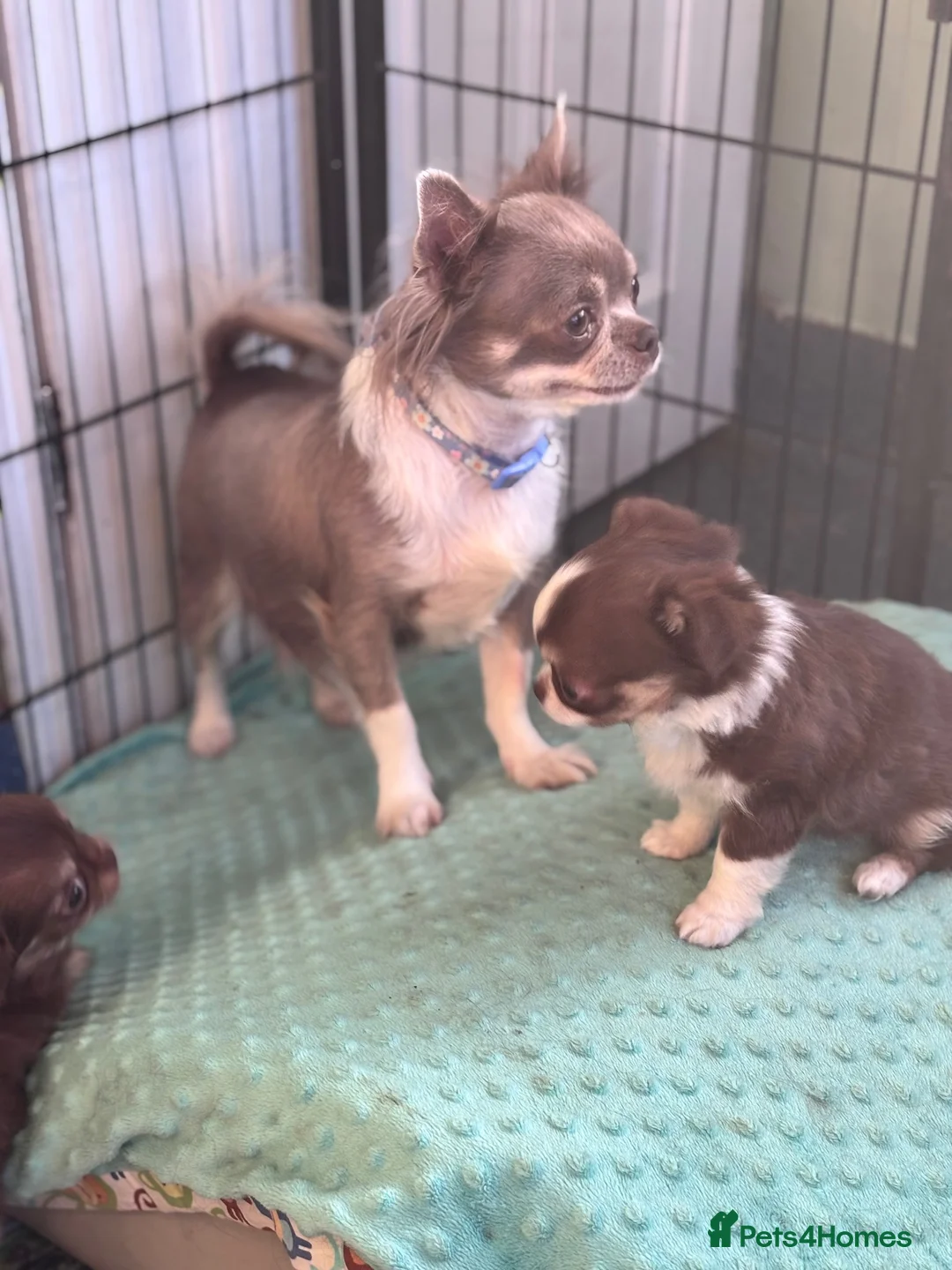 Chihuahua dogs for sale: Beautiful long coat puppies  - Advert 2