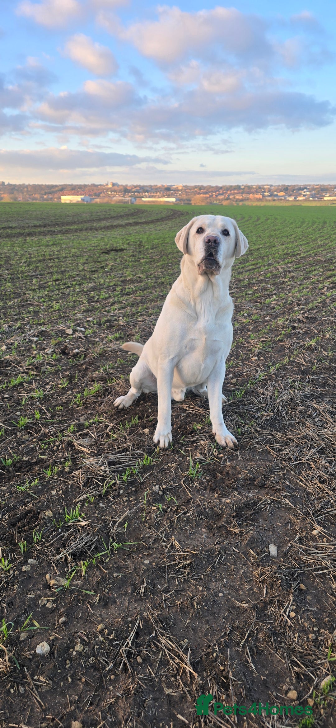 Labrador Retriever dogs for stud: Proven White Labrador Retriever,Available for Stud - Advert 1