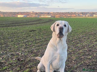 Labrador Retriever dogs Proven White Labrador Retriever,Available for Stud - Advert 15