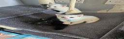 Persian cats for sale: Pure white long hair kittens. - Advert 20