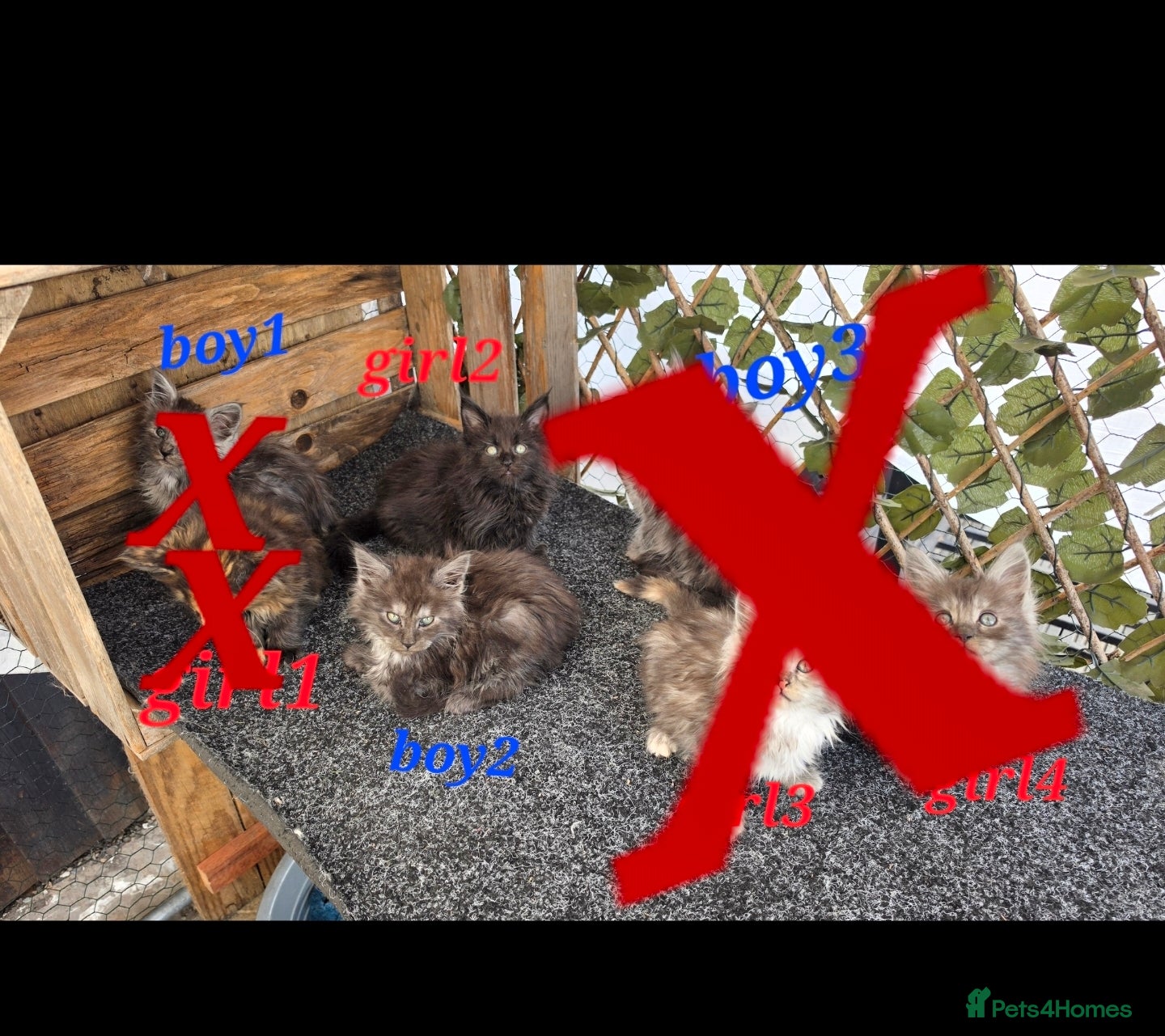 Maine Coon cats Maine coon kittens  - Advert 1