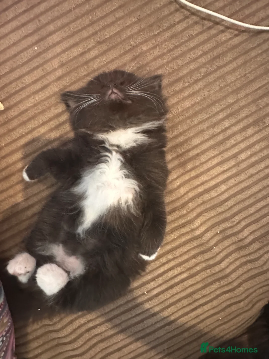 Mixed Breed cats for sale: Adorable Ragdoll cross kittens for sale - Advert 2