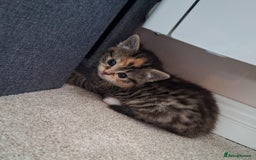 Mixed Breed cats for sale: Three Fluffy Tigers  - Image 17