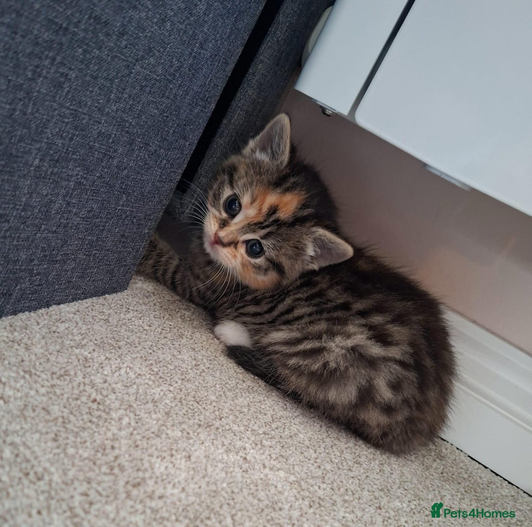 Mixed Breed cats for sale: Three Fluffy Tigers  - Image 17