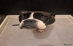 Alapaha Blue Blood Bulldog dogs for sale: Female alapaha blueblood bulldog - Image 2