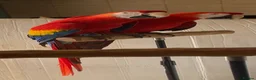 Macaws birds for sale: Pair of Scarlet Macaws - Advert 5