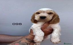 Cocker Spaniel dogs for sale: Fabulous Cocker Spaniel Pupies - Image 11