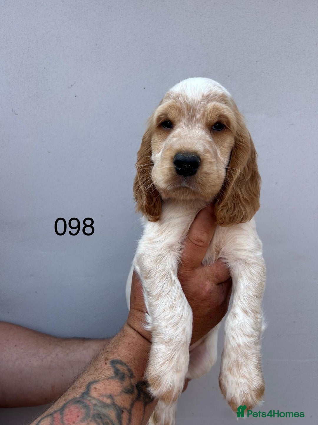Cocker Spaniel dogs for sale: Fabulous Cocker Spaniel Pupies - Image 11