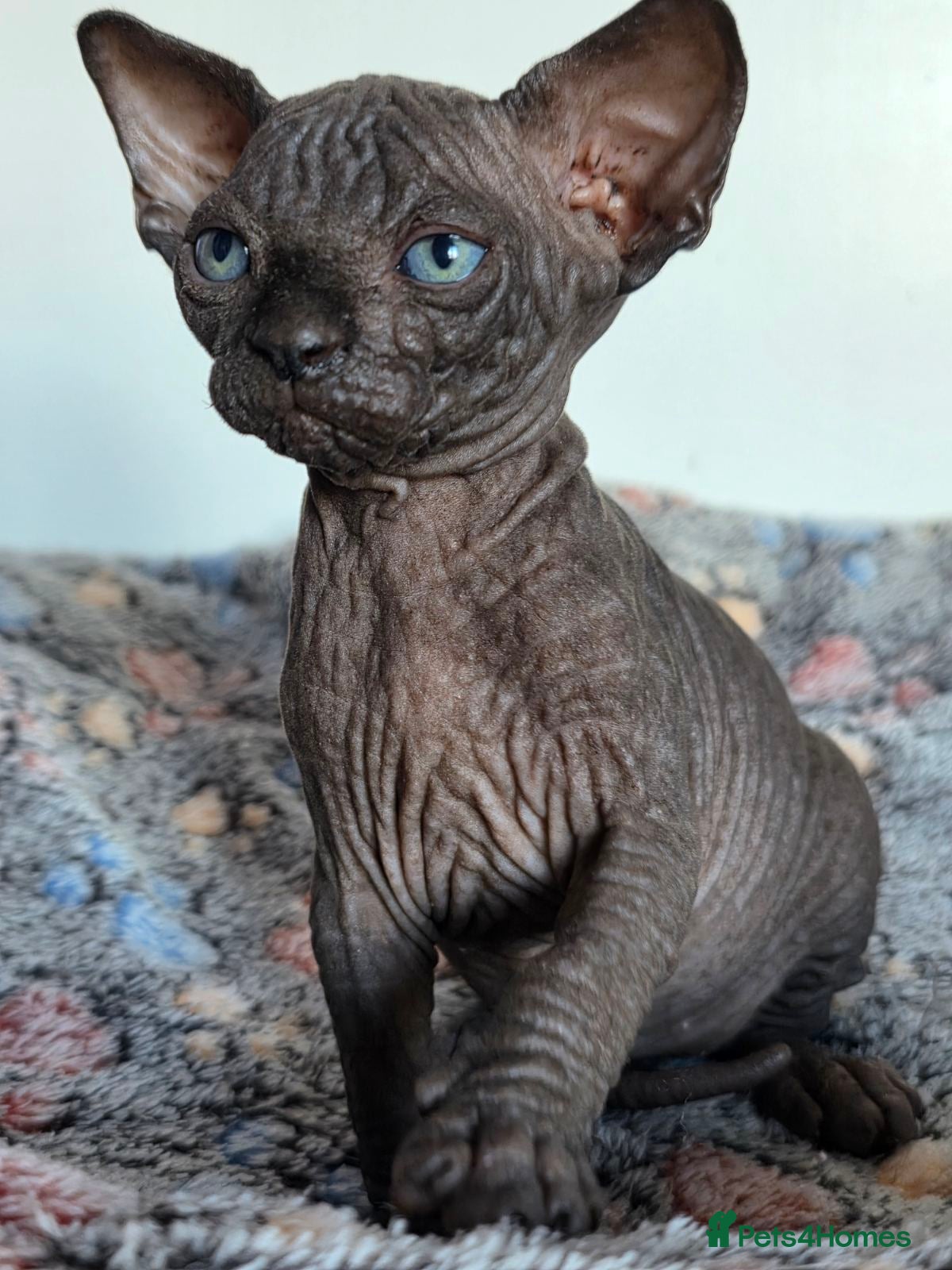 Sphynx cats FIFe registered Black stunning kittens - Advert 3