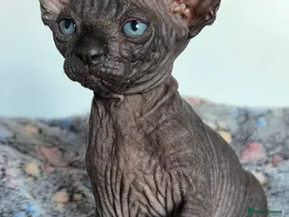 Sphynx cats FIFe registered Black stunning kittens - Advert 3