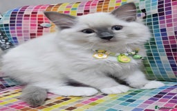 Ragdoll cats for sale: Ragdollkittens health tested gccf/tica parents  - Image 17