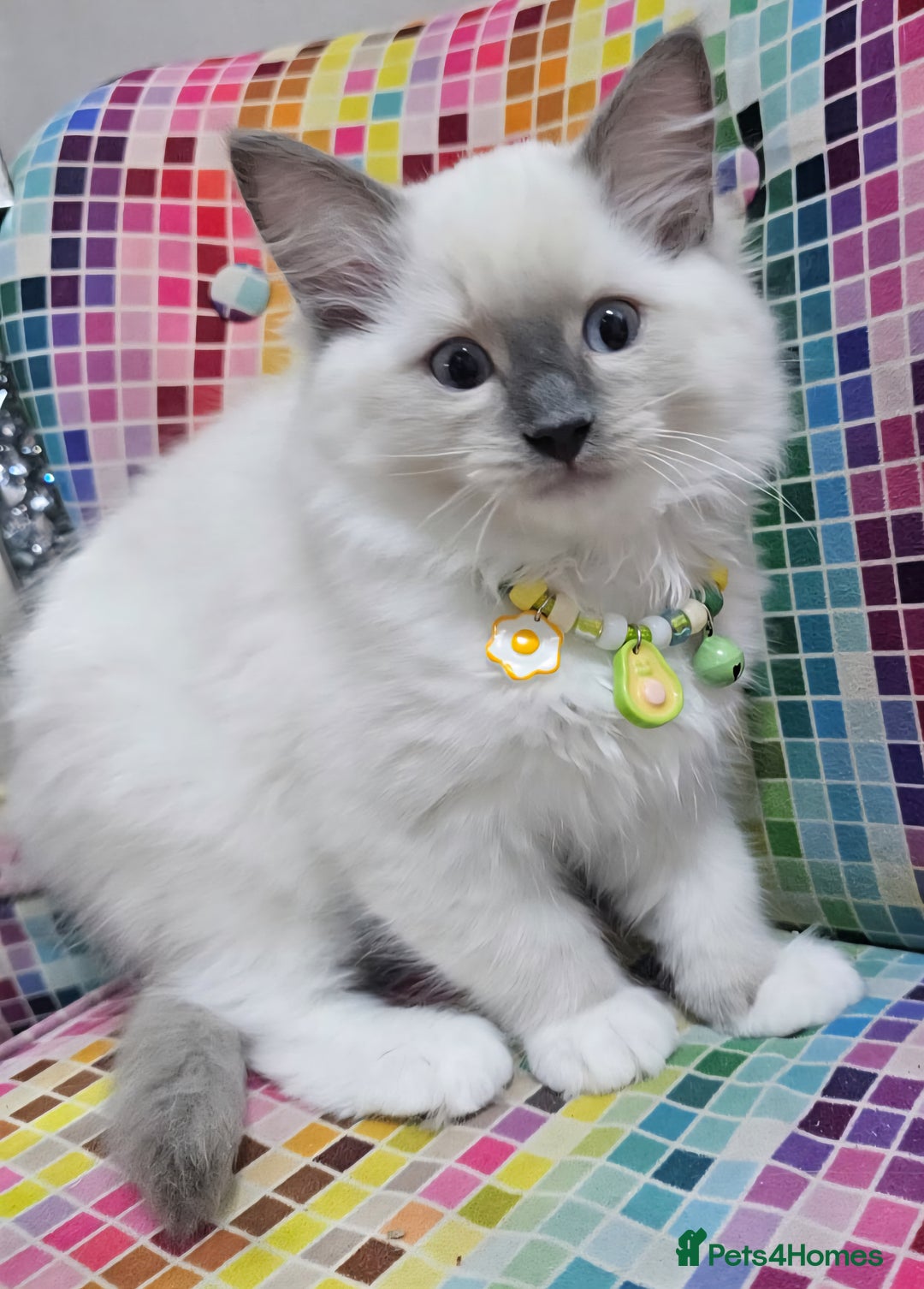 Ragdoll cats for sale: Ragdollkittens health tested gccf/tica parents  - Image 17