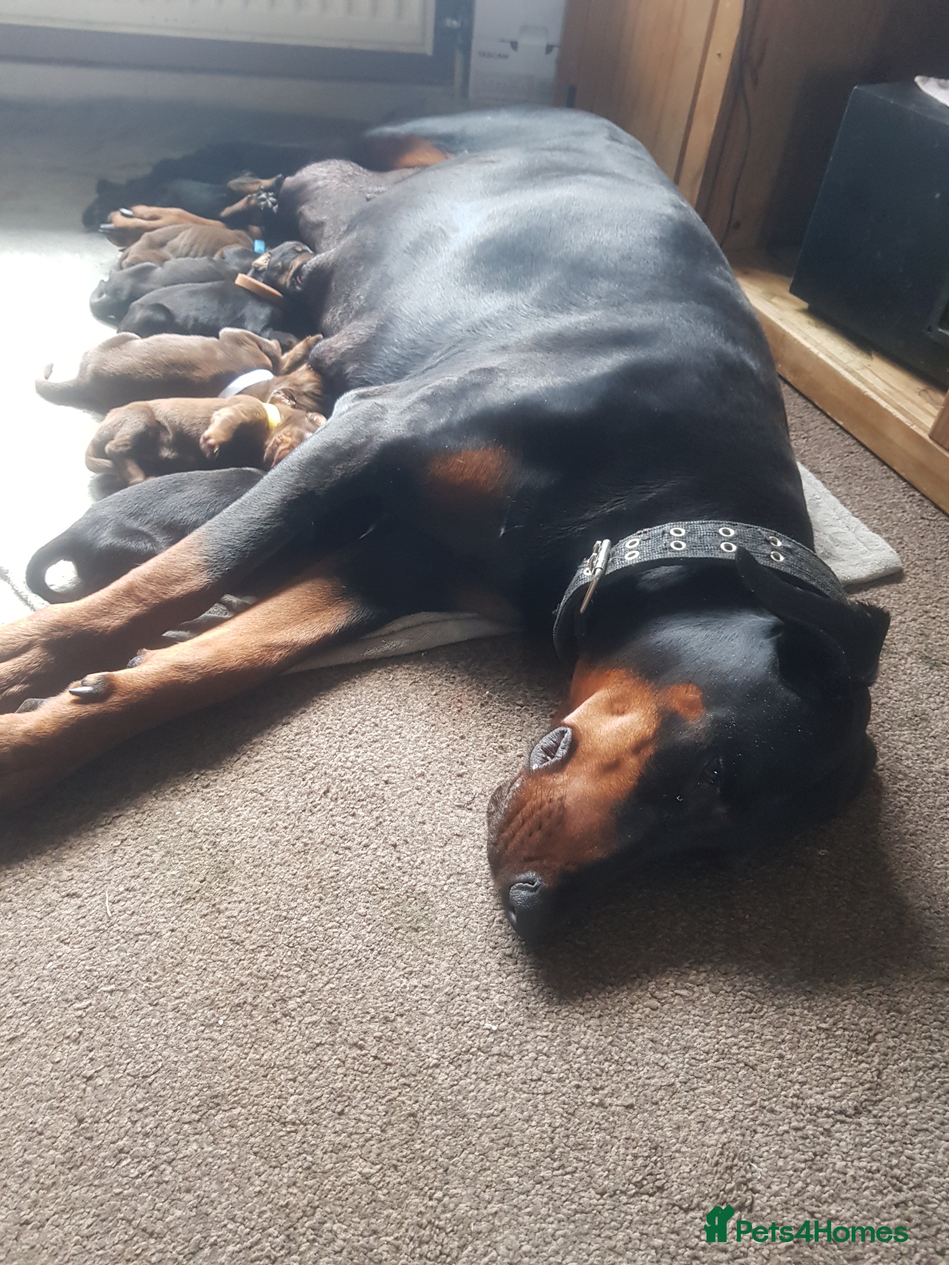 Dobermann dogs Adorable Doberman puppies  - Advert 1