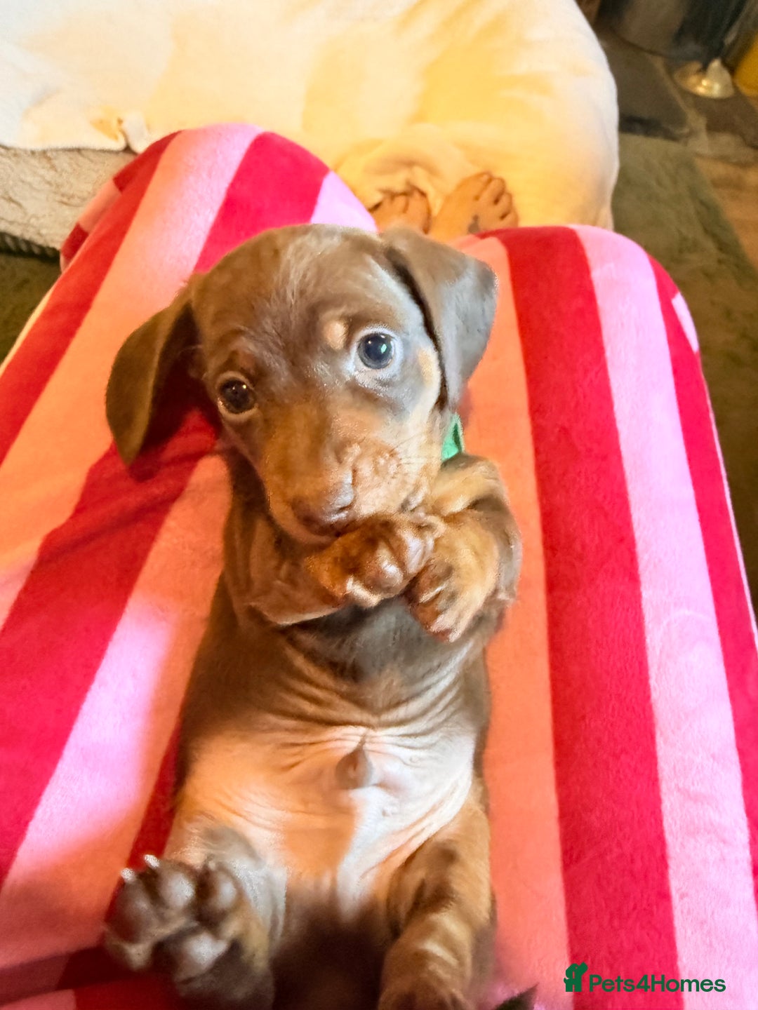 Miniature Dachshund dogs for sale: Gorgeous Chocolate & tan Miniature Dachshunds - Advert 29
