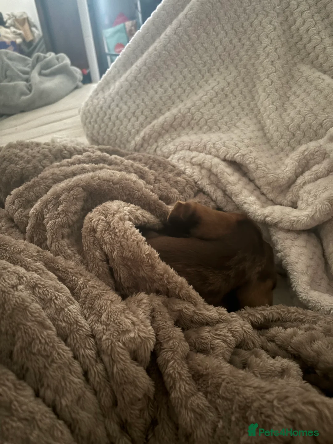 Miniature Dachshund dogs for sale: Gorgeous Chocolate Dapple Male  - Advert 5