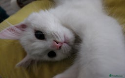 Bengal cats for sale: Louna - Image 2