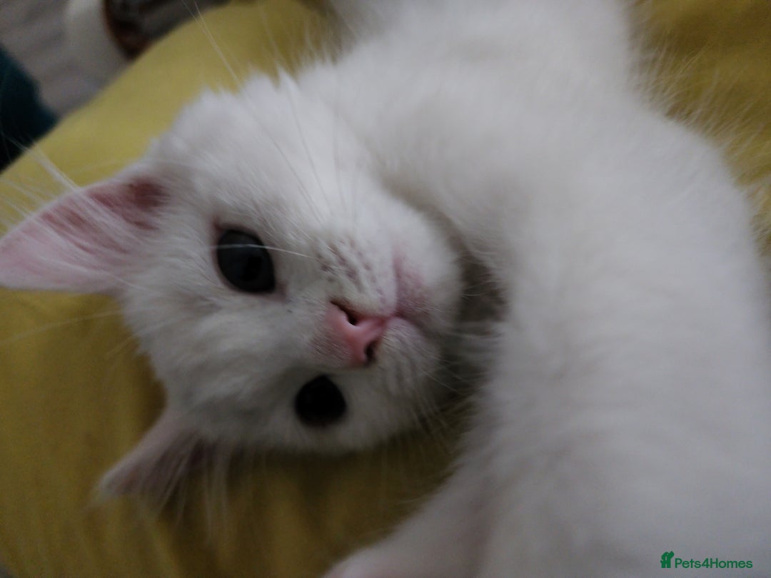Bengal cats for sale: Louna - Image 2