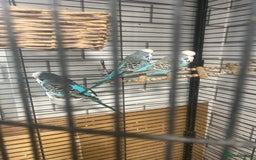 Budgerigars birds for sale: Colourful budgies - Image 4