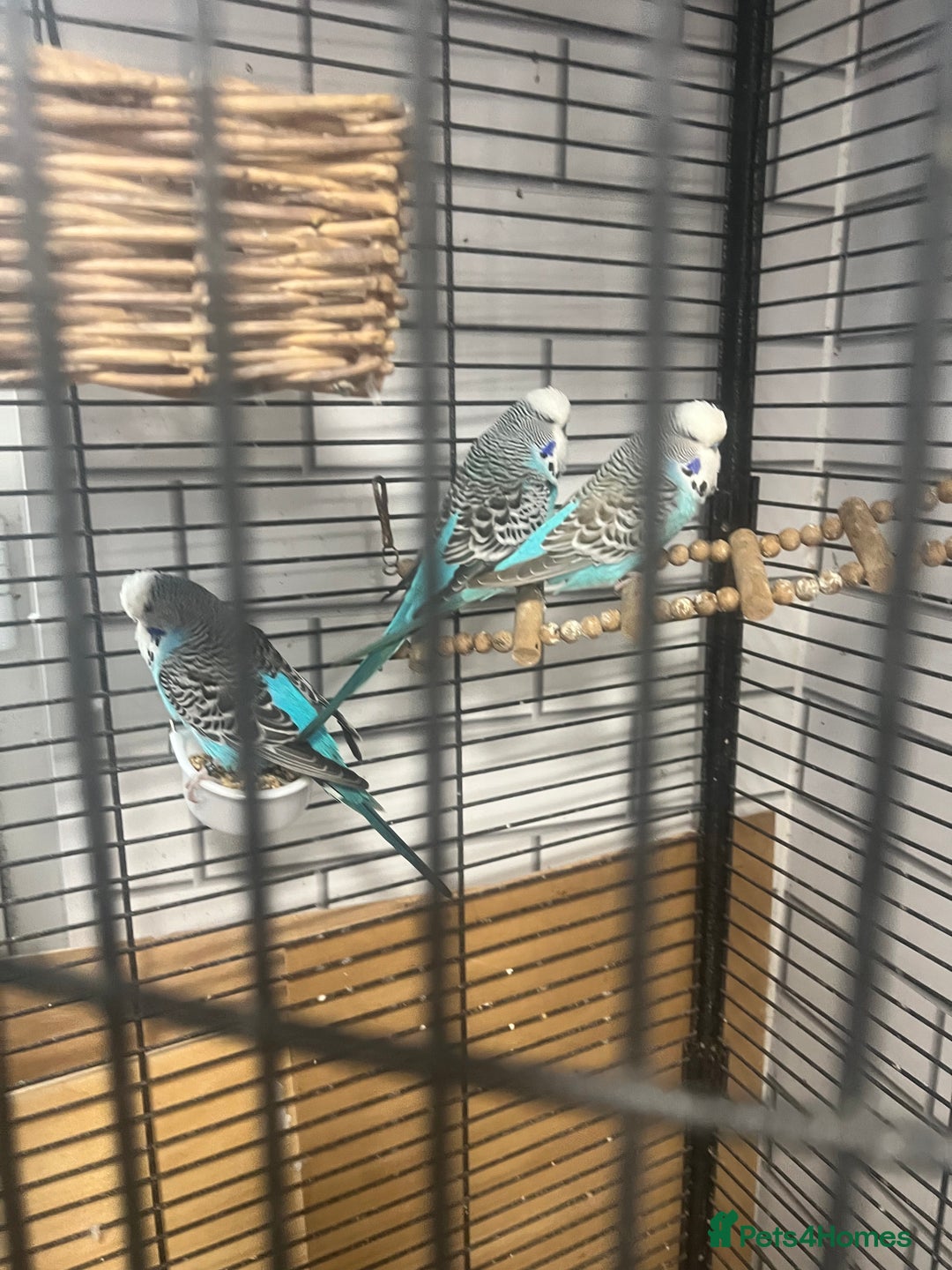 Budgerigars birds for sale: Colourful budgies - Image 4