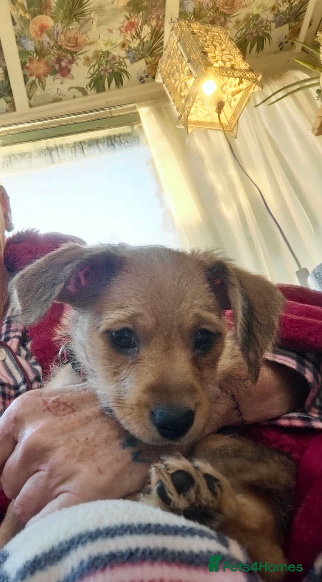 Mixed Breed dogs for sale: One little boy left - Advert 3